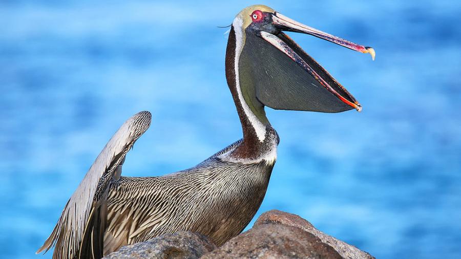 galapagos3