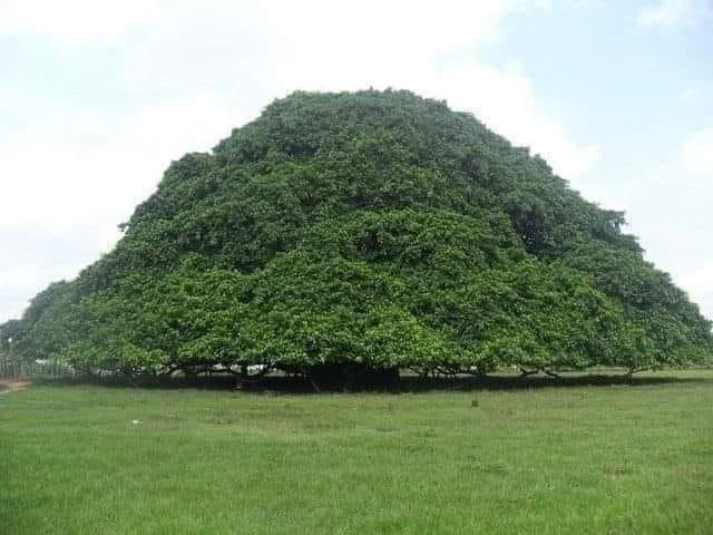 guacari