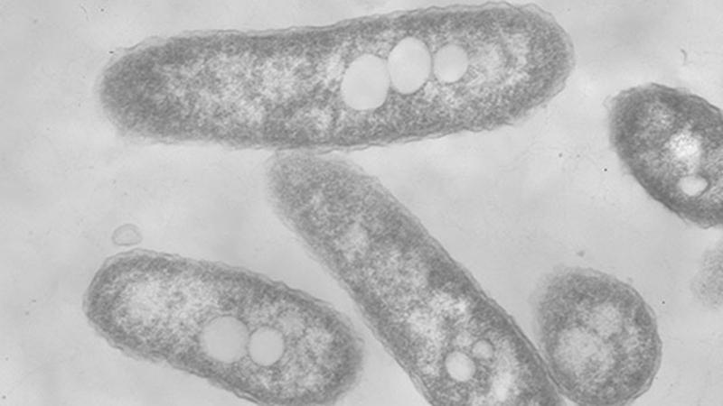 Rhodococcus
