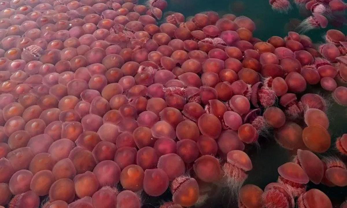 Coronavirus-Medusas-Rosas-Filipinas