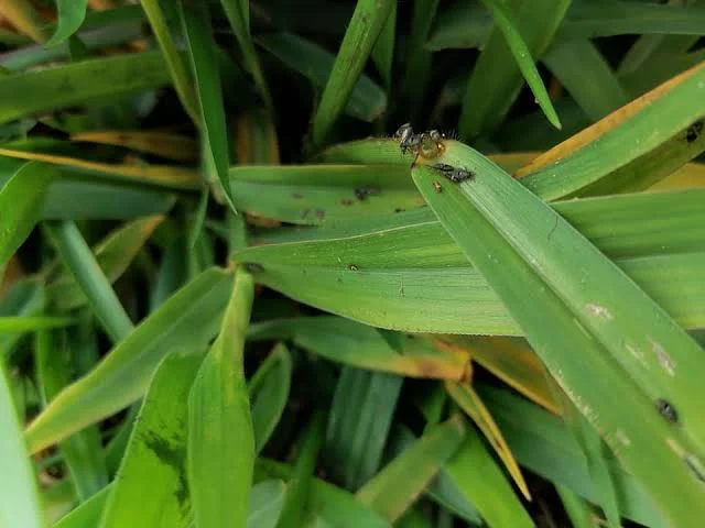 Agrojardín plaga Blissus