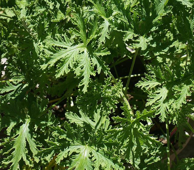 citronella-leaves-1446289_640