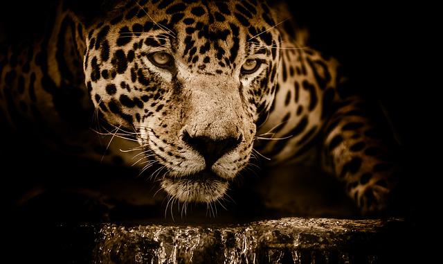 jaguar-2894706_640 (1)
