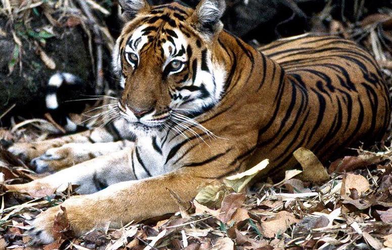 tigre