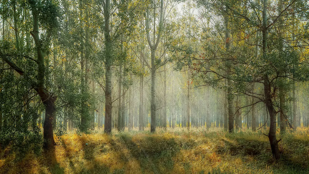 gestor forestal en sevilla - IP