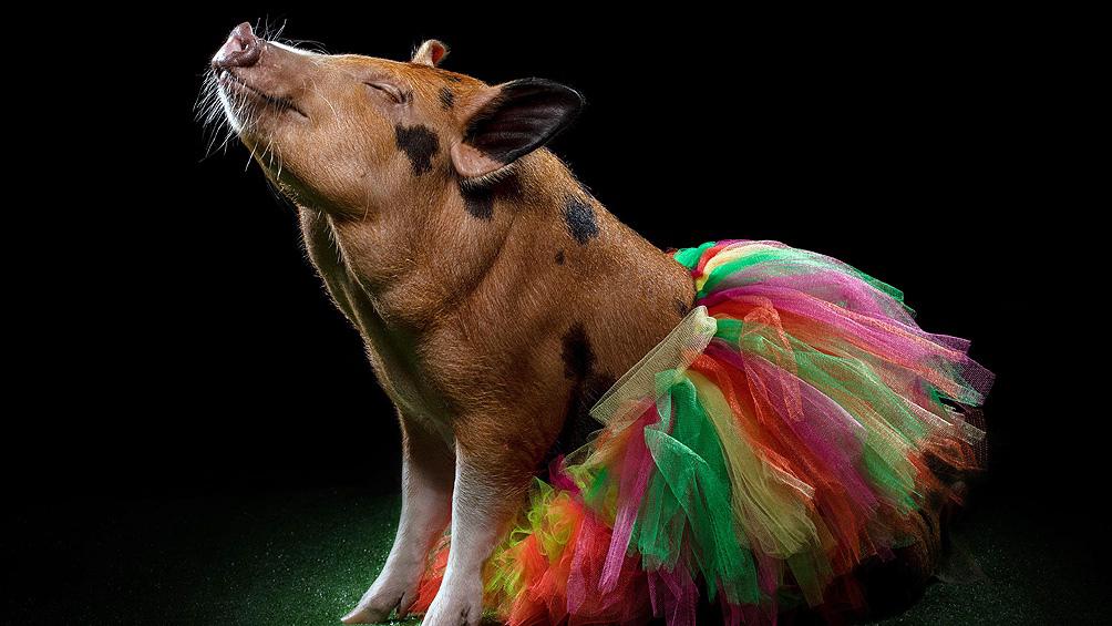 tijeras divorcio toda la vida Cerdos mini pig, ¿que tal te va esta nueva tendencia en adopción de mascotas  exóticas?