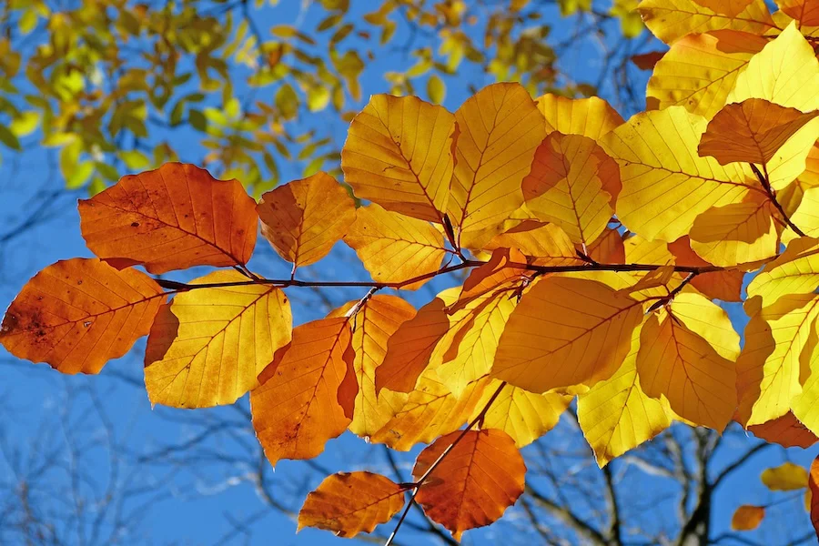 otoño