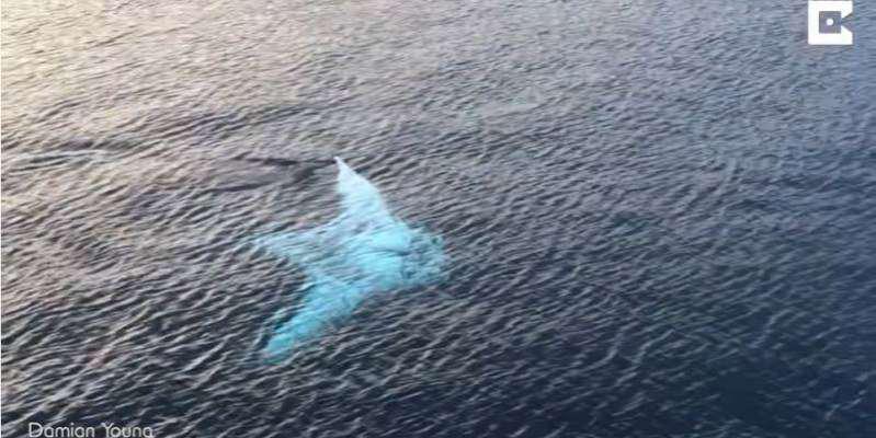 mantaraya