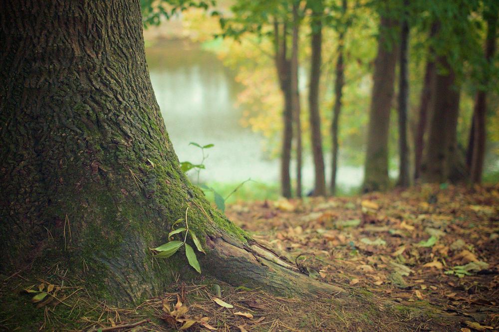 tree-569275_1920