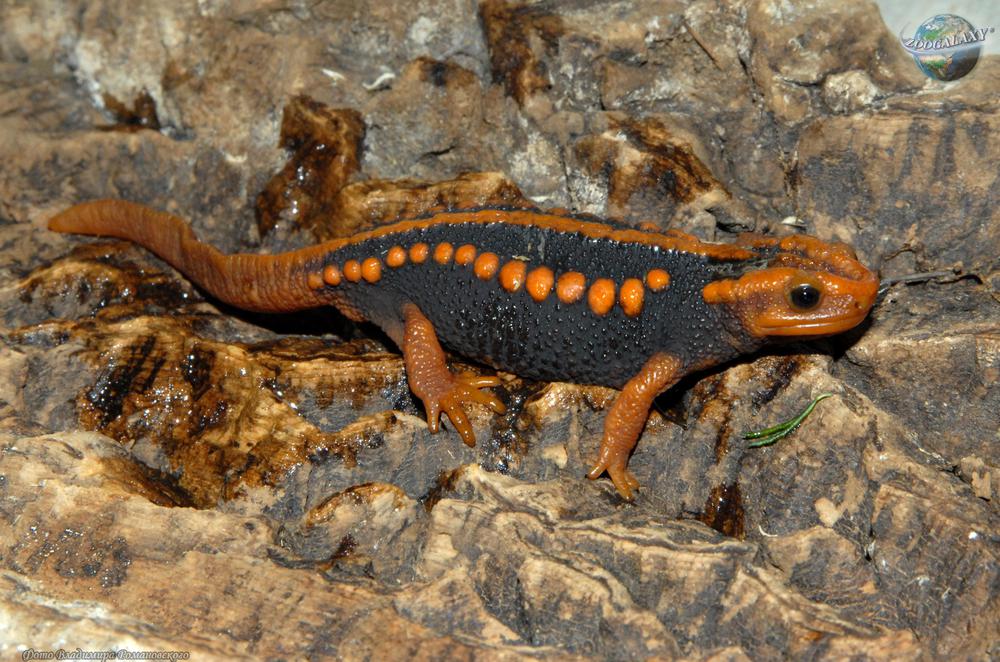 tylototriton-verrucosus_01_zoogalaxy